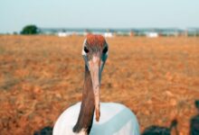 我们如此热爱盐城 - 失眠拾光