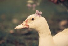 鸭鸭也会emo - 失眠拾光