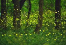 萤火般的爱情 - 失眠拾光