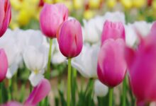 花香四溢的季节 - 失眠拾光