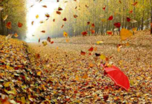 叶子的一生 - 失眠拾光