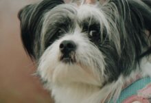 遇见美好生活 - 失眠拾光