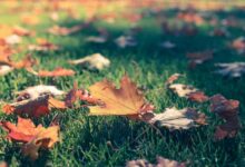 落 叶 - 失眠拾光