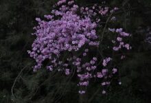 平凡的日子 - 失眠拾光