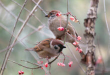 两只麻雀 - 失眠拾光