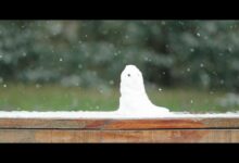 雪天的幸福 - 失眠拾光