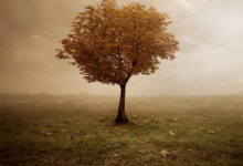 来生做一棵树 - 失眠拾光